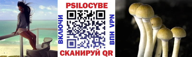 как найти наркотики  Миллерово  Галлюциногенные грибы Psilocybe 
